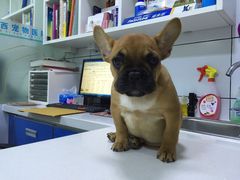 -西安京西宠物医院·瘫痪·疑难杂症