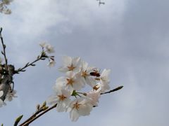 -菊园百果园