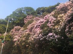 -梧桐山风景名胜区