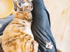 -有喵·猫咖·狗咖·40+猫狗有小奶狗(岗厦店)