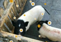 -萌宠亲子动物乐园(槐房万达店)