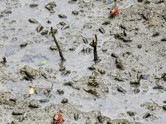 -北海金海湾红树林生态旅游区