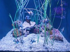 -西雅图水族馆