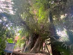 -呀路古热带植物园