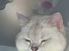 -纳吉亚猫专科动物医院博雅分院