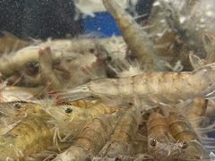 -焰江山海鲜牛排烤肉自助(锦华万达二星店)