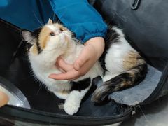-米苏动物医院·犬猫专科·骨科外科内窥镜