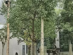 -卧龙中华大熊猫苑神树坪基地