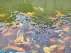 -番禺大夫山森林公园
