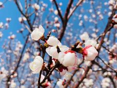 -桃花堤公园