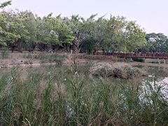 -福田红树林生态公园