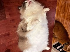 -MOCHA明星猫咖(田子坊店)
