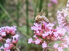 -紫颐香薰山谷景区