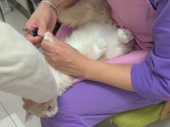 -北京观赏动物医院·24小时大型综合·猫专科·异宠专科