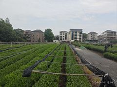 -龙坞茶村
