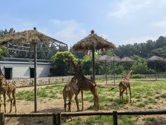 -北京野生动物园