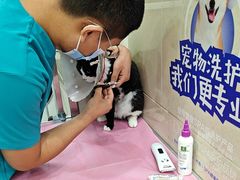 -北京观赏动物医院·24小时大型综合·猫专科·异宠专科