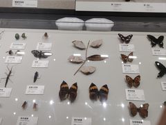 -四川大学博物馆