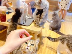-啵啵喵·猫咖(攀华国际店)