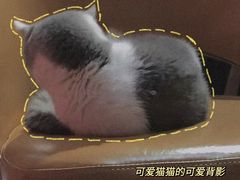 -猫色咖啡·猫咖
