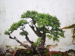 -拙政园