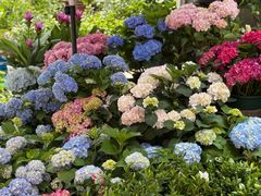-平吉花卉市场