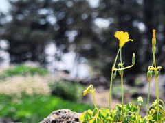 -柱状节理带