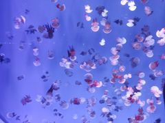 -海合安青岛极地海洋公园