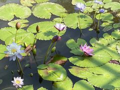 -中国科学院西双版纳热带植物园