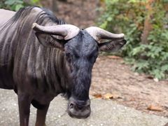 -清迈夜间动物园