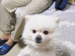 -芭比堂动物医院·犬猫全科·异宠专科(雁塔分院)