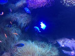 -悉尼海洋生物水族馆