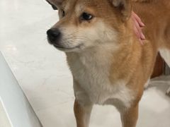 -共舞时光猫咖·狗咖(新街口店)