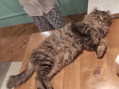 -猫小院猫主题餐厅(三里屯店)