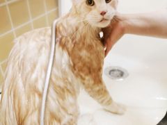 -十年猫舍·猫咪专门店(普陀店)