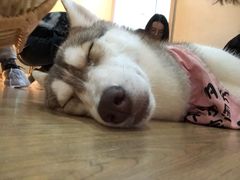 -Husky Go! 哈士奇体验馆·宠物咖啡厅狗咖