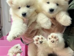 -翊宠yipet猫狗购宠庄园犬舍•猫舍