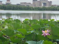 -莲花池公园