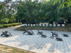 -广东惠东海龟国家级自然保护区