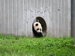 -卧龙中华大熊猫苑神树坪基地