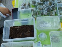 -华声天桥民俗文化园