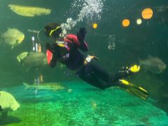 -烟台海昌鲸鲨海洋公园