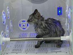 -爱洗澡的猫(望京店)
