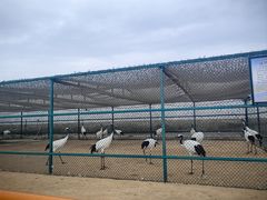 -盐城丹顶鹤湿地生态旅游区