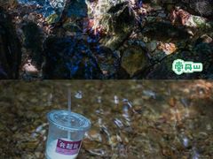 -南丹山森林王国