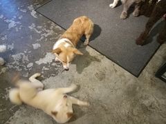 -more than meow吴止猫主题餐厅(承德 中船汇店)