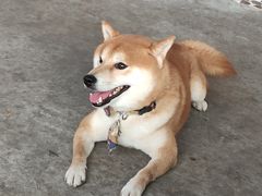 -柴犬高等学院·狗咖·柴犬售卖·宠物训练