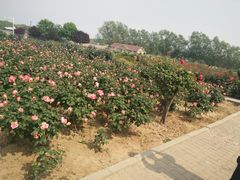 -石家庄市植物园