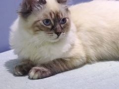 -喵的天空名猫咖啡馆·撸猫·猫舍·用品