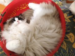 -平行世界·猫咖(首经贸店)